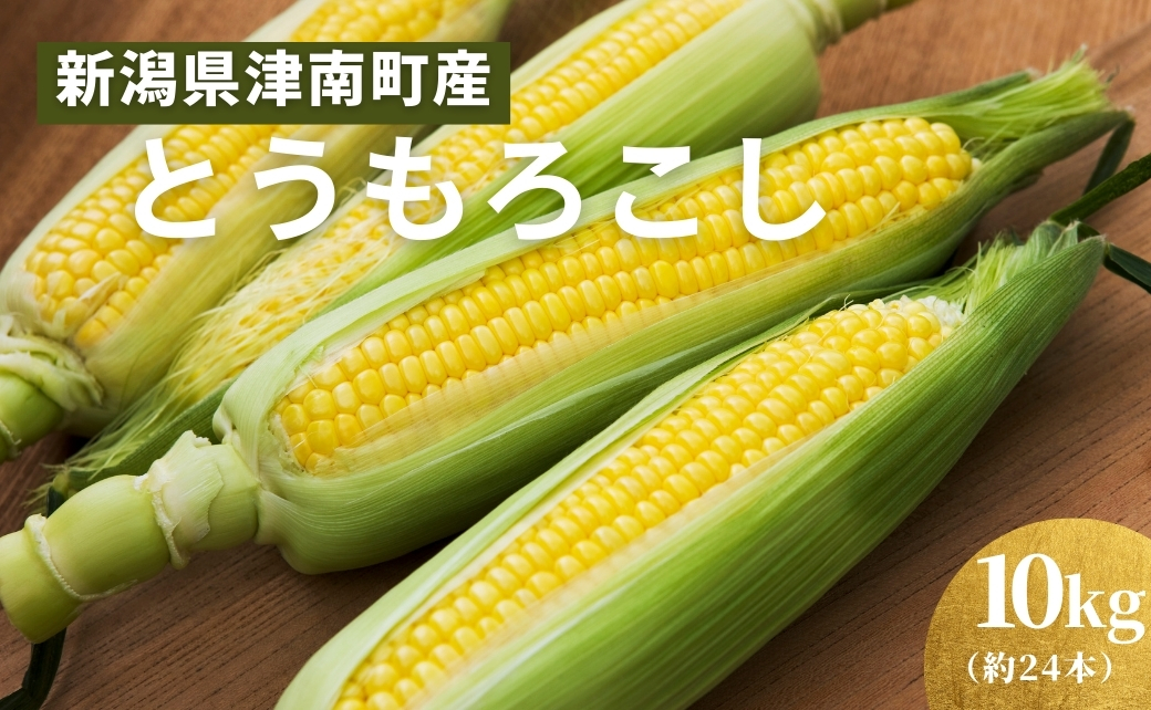 朝採り とうもろこし スイートコーン 10kg 約24本|新潟県 津南町 旭商事株式会社 127531-021