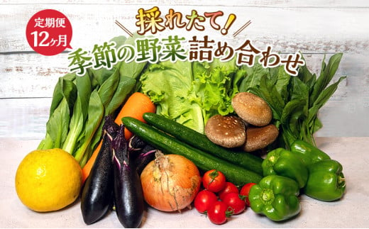 
とれたて野菜パック 定期便12ヶ月 季節の野菜セット 詰め合わせ 10品前後 ジャガイモ 人参 大根 小松菜 白ネギ グリンリフ チンゲン菜 椎茸 トマト 水菜 葉ネギ 人気 厳選 袋井市
