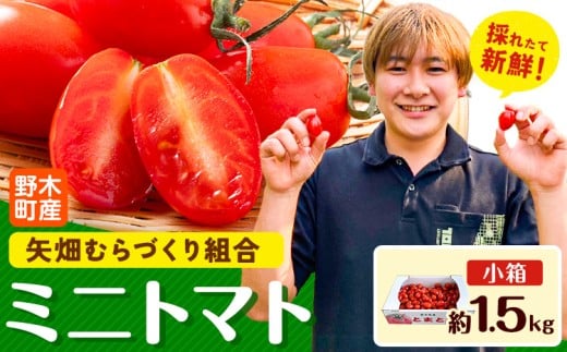 【先行予約】ミニトマト 約1.5kg 1箱 小箱 栃木県 野木町産 矢畑むらづくり組合 《2025年10月上旬-2026年6月下旬頃出荷》栃木県 野木町 トマト ミニトマト 野菜 新鮮