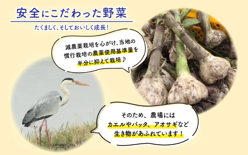 福井県産福地ホワイト6片むきにんにく 500g