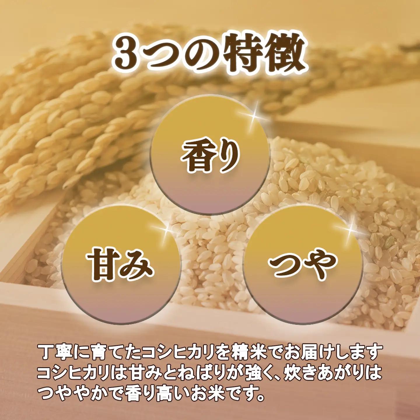 【定期便】令和7年産 市左衛門農場コシヒカリ玄米 10kg×3回 こしひかり