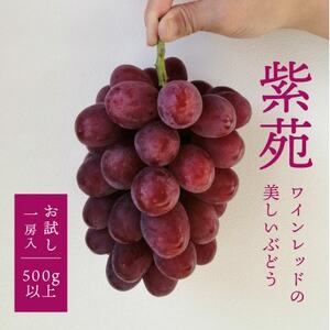 【きよとうファーム】【お試し便】 紫苑(しえん) 1房500g～(岡山県産)【配送不可地域：離島】【1549075】