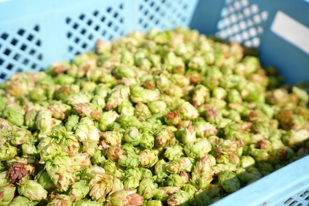 「平群にかえり咲き」クラフトビール 3本セット | お酒 クラフトビール セット 贈答 お歳暮 奈良県 平群町