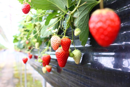 南伊豆産いちご　紅ほっぺ4kg