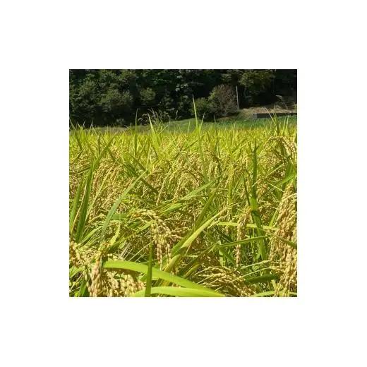 【12ヵ月定期便】兵庫県佐用町産 お米 5kg×12ヵ月 (計60kg)  精米 てんこもり