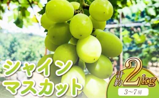 
                  【先行予約】 シャインマスカット 約2kg（3～7房）【2026年7月中旬?8月下旬頃順次発送予定】
                