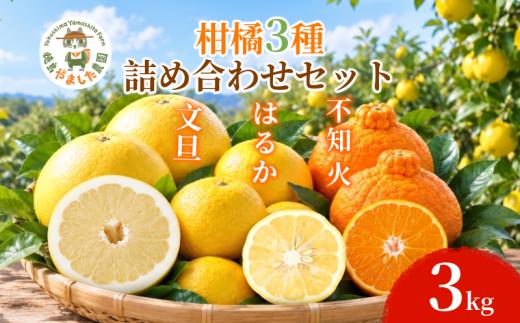 【2027年1月下旬順次発送】 柑橘 詰め合わせ3種 3kg しらぬい はるか 文旦  詰め合わせ  フルーツ 食べ比べ 果物 ぶんたん 不知火 お取り寄せ 人気 国産