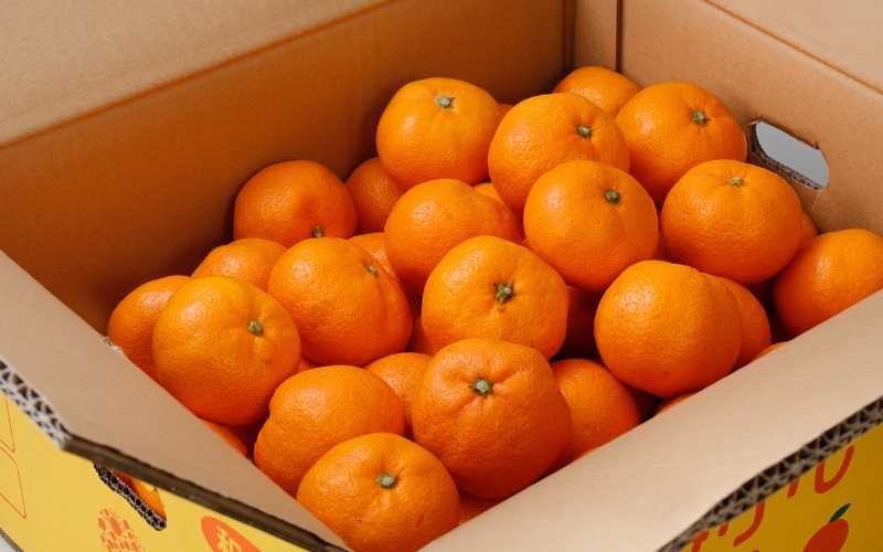 【2025年11月発送】＼光センサー選別／農家直送 【家庭用】こだわりの有田みかん 約5kg＋250g(傷み補償分) /みかん 有田みかん 温州みかん こだわり  甘い 上手い 人気【nuk160-1