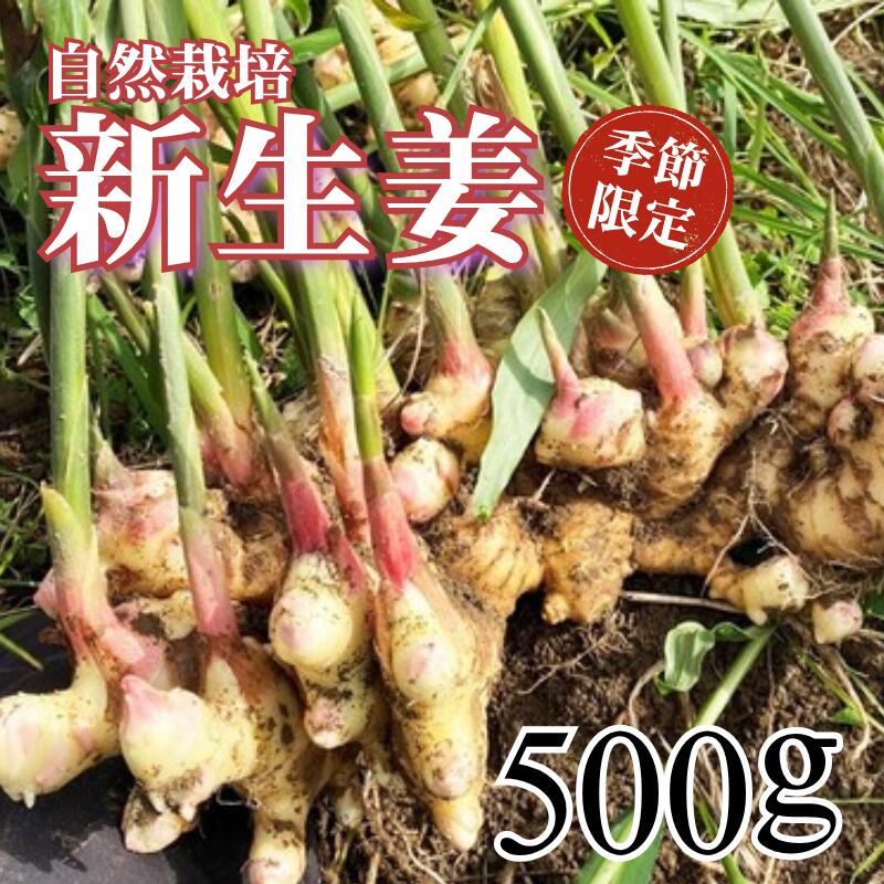 【ふるさと納税】 先行予約 新生姜 500g 自然栽培 農薬 化学肥料不使用 高知県