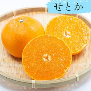 【先行予約】 果樹 せとか 苗木 果樹苗 柑橘類 蜜柑 ミカン みかんの木 家庭菜園 植物 果物 くだもの 2025年10月より発送 オンライン決済限定 静岡県 藤枝市