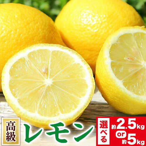 【ふるさと納税】レモン 高級国産レモン 選べる 約2.5kg 約5kg 主井農園《2月下旬-5月上旬頃出荷》 和歌山県 日高町 れもん レモン 檸檬 lemon 柑橘 国産レモン 高級 料理 レモンサワー 送料無料