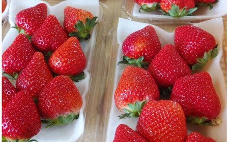 絢音ベリー農園 ＂絢＂ いちご 1kg （250g×4P ） 先行予約 【2026年12月上旬発送開始】 ゆうべに 熊本県 高級 フルーツ ギフト 厳選 希少
