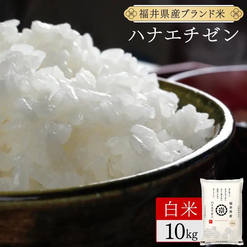 【定期便12回】ハナエチゼン 精米 10kg（10kg×1）令和8年産 [095-t12-a126]