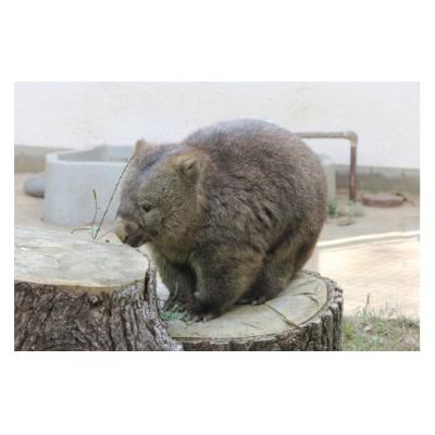 ふるさと納税 池田市 スイミージャパン 五月山動物園ウォンバットコラボワイン「フク」 |  | 02