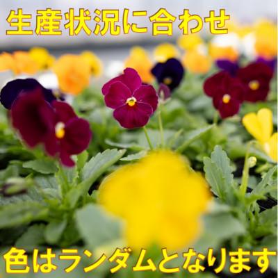 ふるさと納税 中島村 【先行予約】パンジー花苗セット(20+4ポット) |  | 01