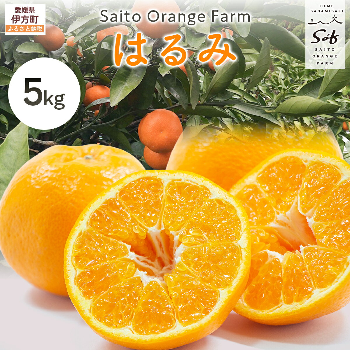 【ふるさと納税】【先行予約】Saito Orange Farmのはるみ5kg （2026年2月上中旬頃より順次発送） 【 ふるさと納税 人気 おすすめ みかん 蜜柑 柑橘 はるみ フルーツ 果物 産地直送 西宇和 Saito Orange Farm 愛媛県産 愛媛県 伊方町 送料無料 】 IKTAQ016