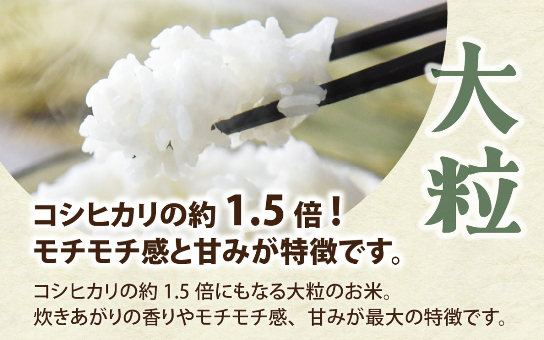 【先行予約】富山県滑川市産　弱アルカリ性米　「ピロール農法米　いのちの壱」精米5kg【2025年10月中旬より順次発送】 / 産地直送 袋 ブランド米 お米 米 ご飯 ごはん 富山 滑川市 アグリめぐみ 農家直送 おこめ