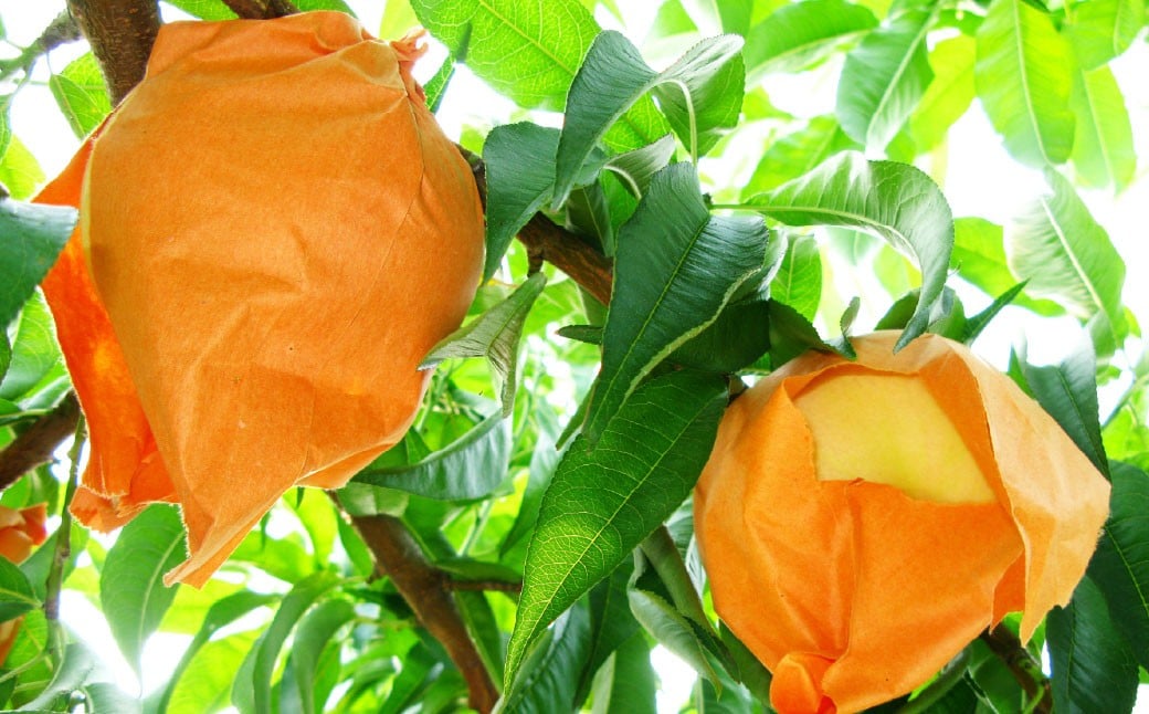 岡山 白桃 4～5玉 （合計1.0kg以上）