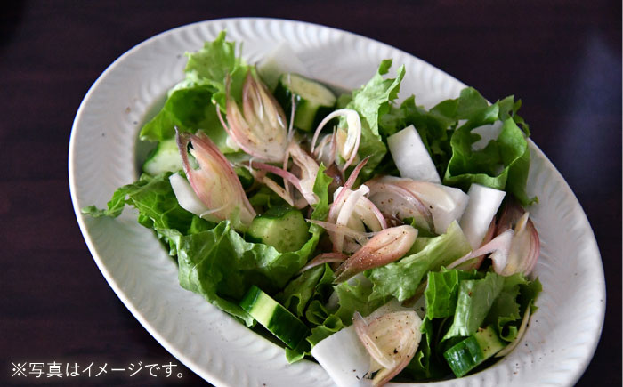 【波佐見焼】ローズマリー リムオーバル プレート グレー【翔芳窯】 [FE206]