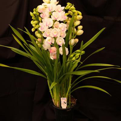 ふるさと納税 小郡市 洋ラン シンビジウム (3本立て) 直立タイプ  [No5354-0854]