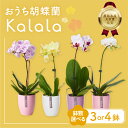 【ふるさと納税】胡蝶蘭『カララ』 選べる鉢数 3鉢 / 4鉢 セット 花 鉢花 ラン 鉢植え 胡蝶蘭 ランキング 一位 自宅用 観葉植物 インテリア お花 グリーン 愛知県 豊橋市 渥美半島 15000円 19000円