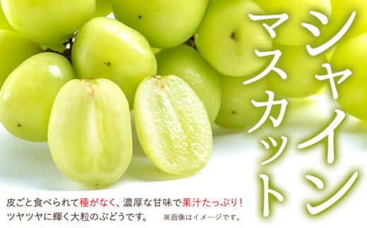 ご家庭用 シャインマスカット 2kg《8月下旬-9月中旬頃出荷》田尻盛果園 フルーツ 果物 マスカット ぶどう