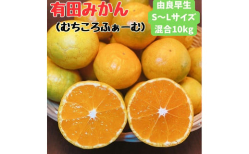 有田みかん 由良早生S〜Lサイズ混合 約10kg 【2026年発送 先行予約】