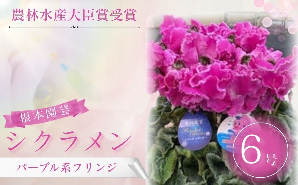 【2026年 先行予約】シクラメン フリンジ パープル系 6号｜花ギフト 花苗 鉢植 aj004-ab