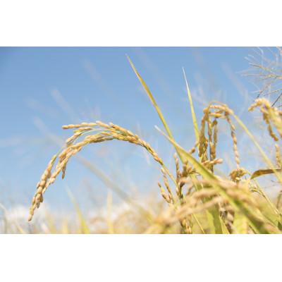 ふるさと納税 あさぎり町 令和7年産 熊本県産ひのひかり(白米)(5キロ) |  | 03