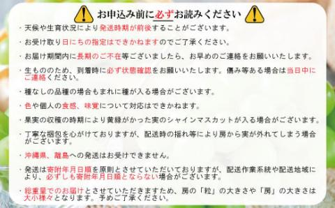 シャインマスカット 約1.2kg（約1～3房）《信州グルメ市場》■2024年発送■※9月上旬頃～10月下旬頃まで順次発送予定