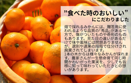 みかん うま採り 箱込約 2.5kg（内容量2.3kg） 光センサー選別 みかんの会厳選 サイズミックス 和歌山県産 産地直送 【みかんの会】［2025年11月中旬より2026年1月中旬頃順次出荷予定