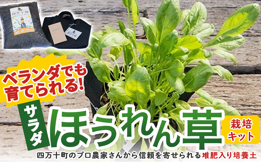 
            ベランダでも育てられるサラダほうれん草栽培キット ／Fis-B06 趣味 ガーデニング 家庭菜園 園芸 ベランダ菜園 プランター 種 種子 プロ仕様の肥料 培養土 サラダに
          