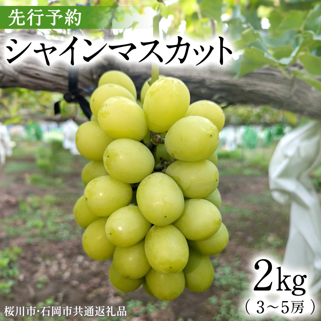 《 2026年 収穫分 》 シャインマスカット 2kg 3～5房 (桜川市・石岡市共通返礼品) 先行予約 石田ぶどう園 国産 茨城県 桜川市 マスカット ぶどう ブドウ 葡萄 果物 くだもの フルーツ 旬 人気 採れたて 新鮮 産地直送 秋 贈答 ギフト [FB005sa]