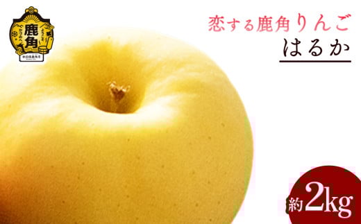 《 先行予約 》令和7年産 秋田県鹿角産りんご「はるか」約 2 kg【恋する鹿角カンパニー】●2025年12月上旬発送開始 かづのりんご 食感 果汁 さっぱり リンゴ 完熟 旬 県産りんご お中元 お歳暮 贈り物 グルメ 秋田 あきた 鹿角市 鹿角 秀 甘い 蜜 送料無料
