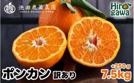  家庭用 ポンカン 7.5kg+250g（痛み補償分） 光センサー 食頃出荷 / 訳あり 有田 みかん 柑橘 蜜柑 くだもの 果物 果実 フルーツ 和歌山 ※1月中旬～2月下旬頃に順次発送予定 ※北海道・沖縄・離島への配送不可 【ikd008-c-7d5】