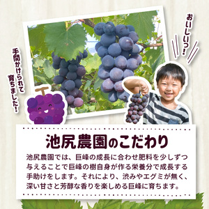 【7月下旬より順次発送】池尻農園　ハウス巨峰　約1kg_巨峰 約 1kg ぶどう 3房 久留米市産 渋み エグミ 無い フルーツ 果物 期間限定 池尻農園 ハウス巨峰 福岡県 久留米市 お取り寄せ お