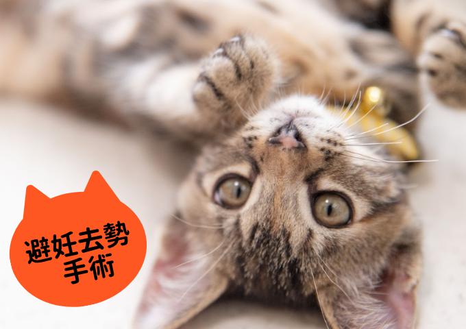 
            【返礼品なし】ニャンコに医療をプレゼント！保護猫支援（避妊・去勢手術）
          