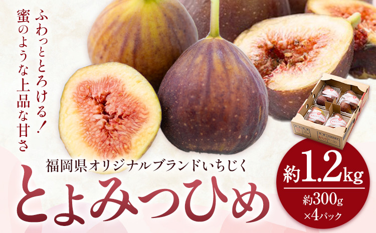 
                  いちじく 無花果 とよみつひめ 約1.2kg 約300g × 4パック 南国フルーツ株式会社【26年度出荷】《8月上旬-10月中旬頃出荷》福岡県 小竹町 福岡県産 いちじく フルーツ 果物
                