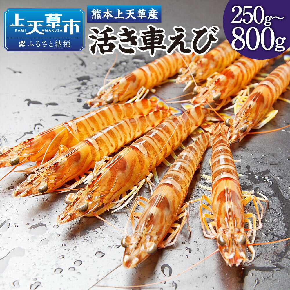 【ふるさと納税】【配送日指定品】上天草産の活き車えび！ 250g～800g 約8～35尾 選べる内容量 選べる 車海老 えび くるまえび 魚介 海鮮 活き海老 活魚 国産 熊本県 上天草市 送料無料【発送期間2025年10月15日から2026年5月31日】 楽天スーパーSALE 9月開催