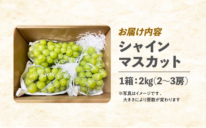 シャインマスカット マスカット ぶどう ブドウ 葡萄 果物 フルーツ 国産 産地直送 農家直送 人気 おすすめ 送料無料 甘い