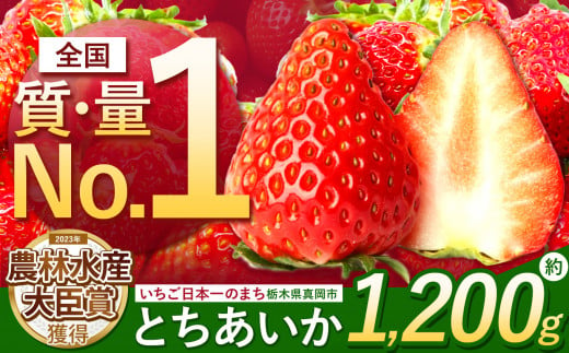 【先行予約】 とちあいか いちご 1200g ( 4パック ) 期間限定 数量限定｜ いちご日本一 ミス苺 応援 農林水産省 最多獲得 苺 ストロベリー 人気 果物 フルーツ 真岡市 栃木県 限定品種 送料無料 1月 2月 3月発送 | 大小混合 サイズ 小分け