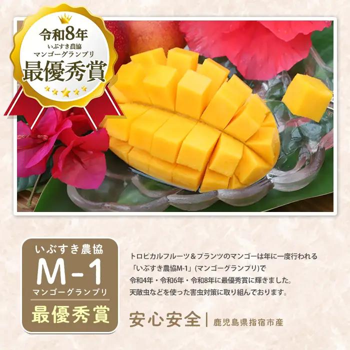 2026年発送 鹿児島県 指宿 産 温泉 完熟 マンゴー 約1kg T&P IB057-003 マンゴー フルーツ 果物