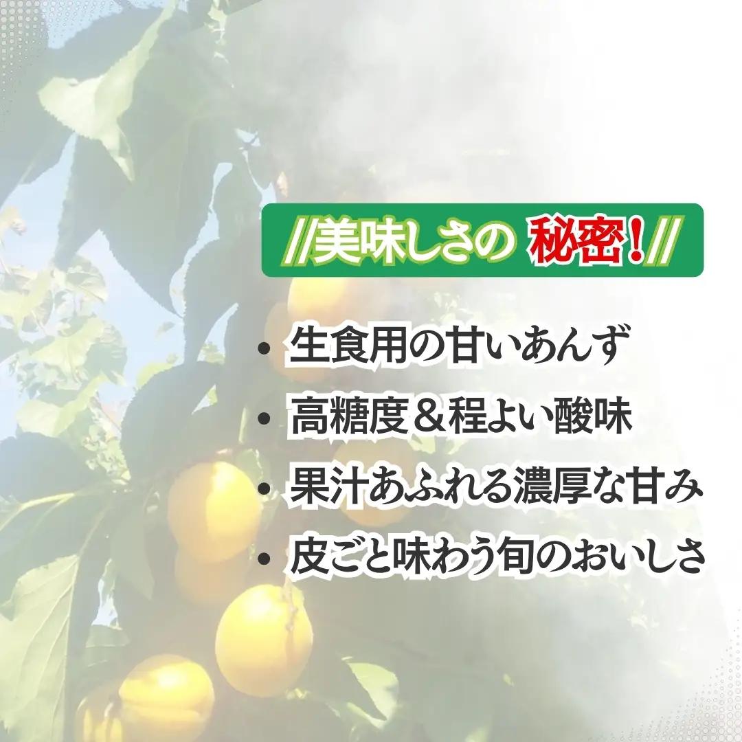 【2027年先行予約】あんず おひさまコット(生食/皮ごとOK)  バラ詰め約2kg| あんず 長野県 千曲市