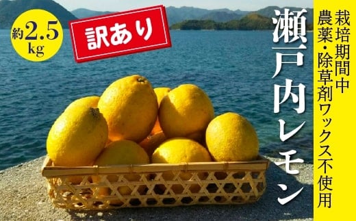 レモン【先行受付】【2025年12月以降発送】【栽培期間中 農薬・除草剤不使用】離島 佐木島！訳ありレモン 約2.5kg   広島 三原 佐木島 鷺島みかんじま 017063