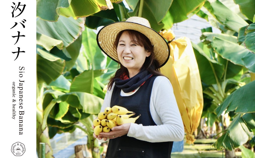 やっちろバナナ（汐バナナ）20本セット 