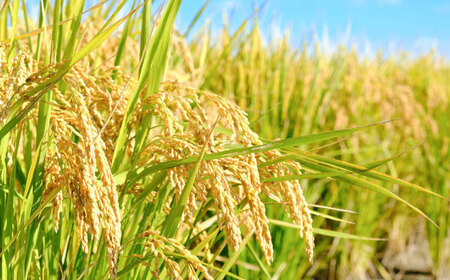 【先行予約】【令和7年度産】こだわりの特別栽培！ 夢しずく 5kg 【有限会社定松ファーム】[IBV003]