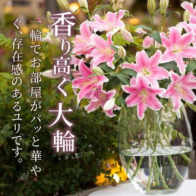 ふるさと納税 都農町 【2週間以内発送】「オリエンタルリリー ユリ」(白) 計6本 切花 百合 国産_T045-0011 |  | 01
