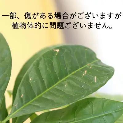 【観葉植物】パキラ 8号 ストライプバスケット鉢カバー 土の表面:ウッドチップ【観葉植物 インテリア 部屋 おしゃれ 福岡県 筑前町 送料無料 AG045】