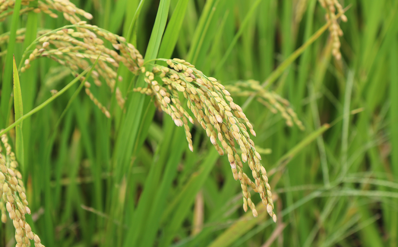 【令和7年度産】 《精米》佐々木さんの「れんげ米」（2kg）