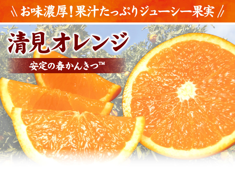 田村産清見オレンジ[約4.5kg]湯浅町田村産春みかん(果実サイズおまかせ)/紀伊国屋文左衛門本舗　※2025年3月中旬～4月下旬頃発送予定【kztb492A】